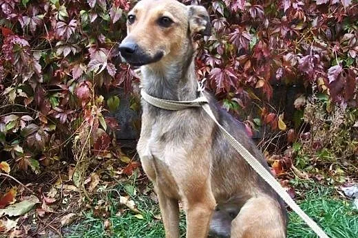 Bazyli młoda,wysterylizowana,adopcja!!,  świętokrz