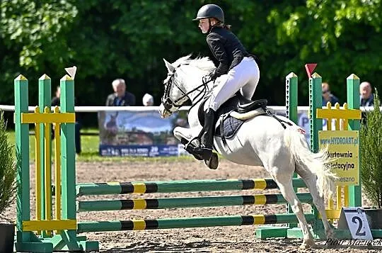 Oddam współdzierżawe kuca do Sportu, , Książ