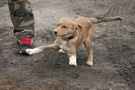TOLA - cudna kruszynka do adopcji!,  Kundelki cała