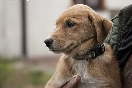TOLA - cudna kruszynka do adopcji!,  Kundelki cała