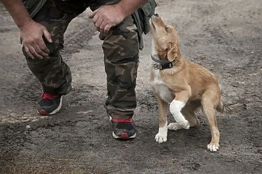 TOLA - cudna kruszynka do adopcji!,  Kundelki cała