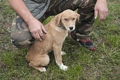 TOLA - cudna kruszynka do adopcji!,  Kundelki cała