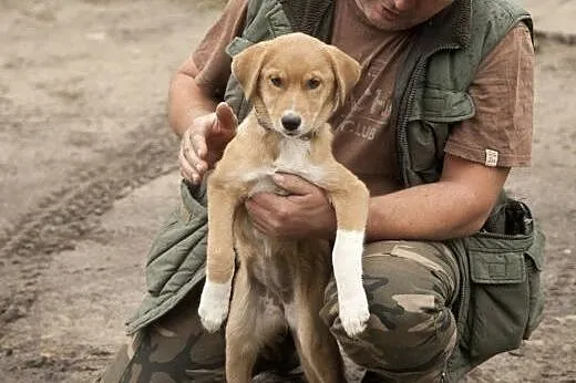 TOLA - cudna kruszynka do adopcji!,  Kundelki cała