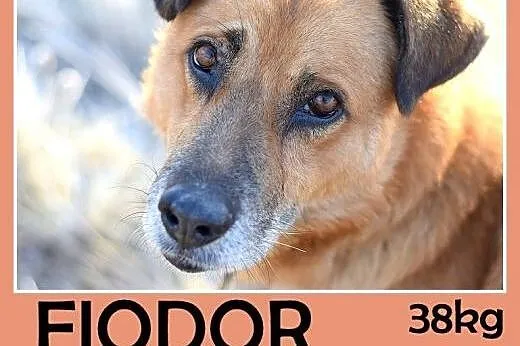 38kg,duży,spokojny,zrównoważony pies FIODOR.Adopcja,  małopolskie Kraków