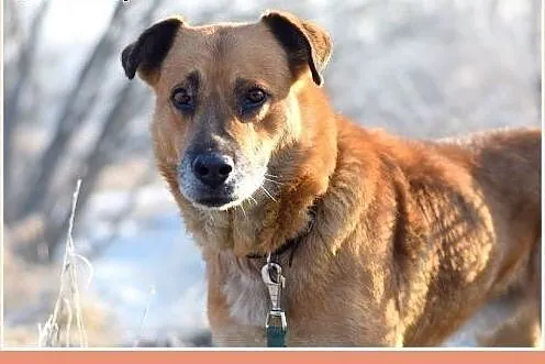 38kg,duży,spokojny,zrównoważony pies FIODOR.Adopcj