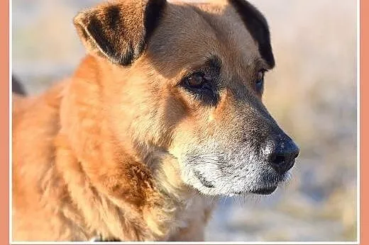 38kg,duży,spokojny,zrównoważony pies FIODOR.Adopcj