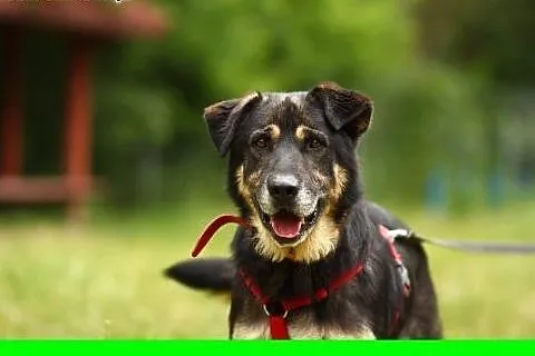 Duży, 35 kg, oaza łagodności, niezwykle wierny, do dzieci. Adopcja ,  mazowieckie Warszawa