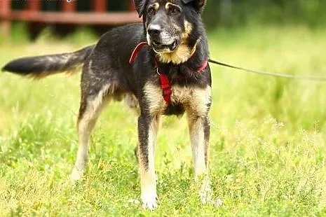 Duży, 35 kg, oaza łagodności, niezwykle wierny, do