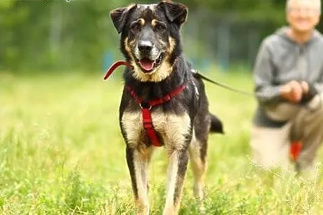 Duży, 35 kg, oaza łagodności, niezwykle wierny, do