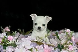 Chihuahua chłopiec ZKwP FCI prawdziwy rodowód!