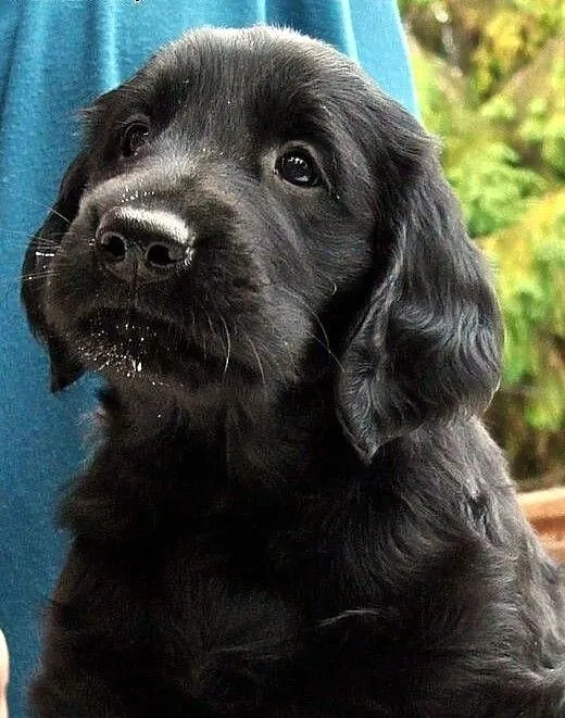 Szczeniak Flat Coated Retriever, pomorskie Sopot