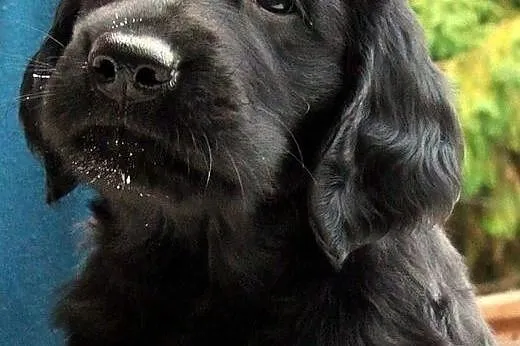Szczeniak Flat Coated Retriever,  pomorskie Sopot
