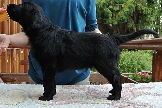 Szczeniak Flat Coated Retriever,  pomorskie Sopot