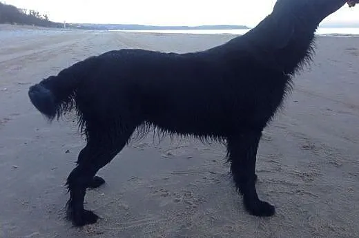 Szczeniak Flat Coated Retriever,  pomorskie Sopot