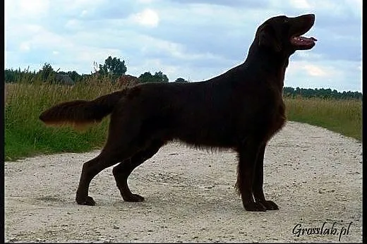 Szczeniak Flat Coated Retriever,  pomorskie Sopot