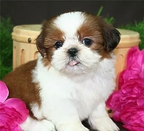 Wspaniały filiżanka Shih Tzu szczenięta do przyjęc