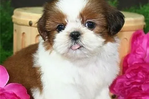 Wspaniały filiżanka Shih Tzu szczenięta do przyjęc