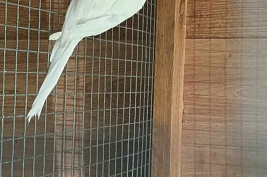 Sprzedam alleksandrette obrożną, Kujawsko-pomorskie, Nakło nad Notecią