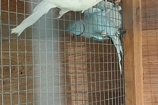Sprzedam alleksandrette obrożną, Kujawsko-pomorskie, Nakło nad Notecią