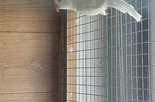 Sprzedam alleksandrette obrożną, Kujawsko-pomorskie, Nakło nad Notecią