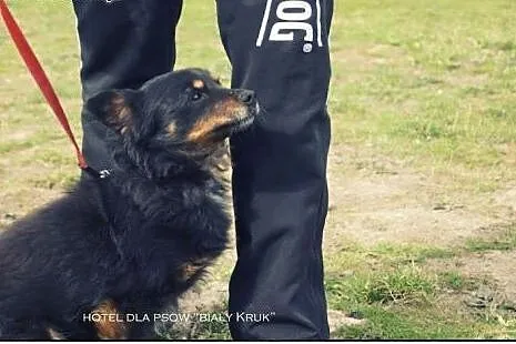 BOBIK - mały, cudny chłopczyk szuka domku!,  mazow