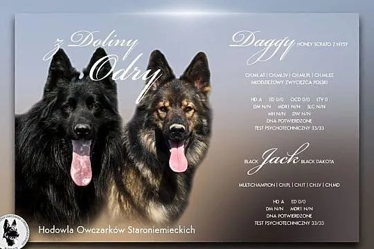 Owczarek Staroniemiecki