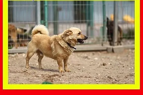 Średnio aktywny,lubi spacery,wesoły,przyjazny,pies
