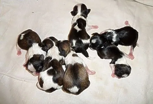 Shih Tzu z rodowodem rezerwacja, śląskie Myszków