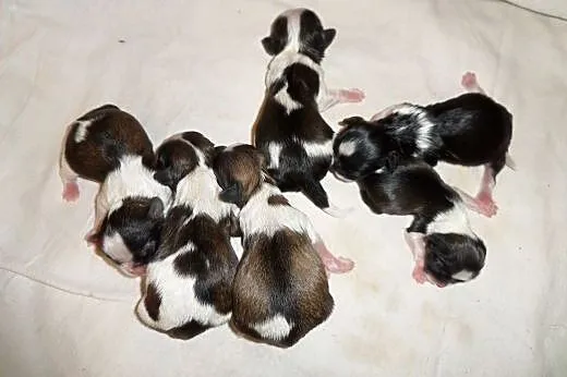 Shih Tzu z rodowodem rezerwacja,  śląskie Myszków