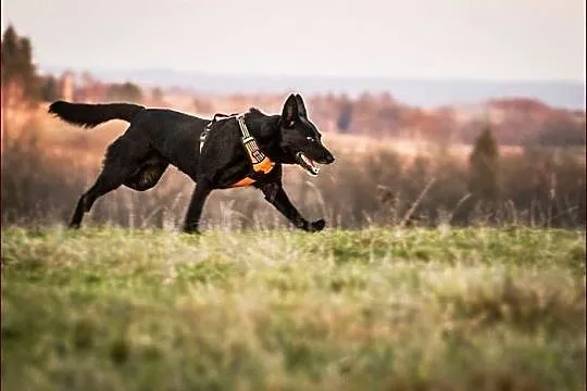 Lisa - zakochasz się w suni, to pewne! :)