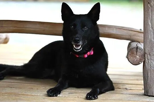 Lisa - zakochasz się w suni, to pewne! :)