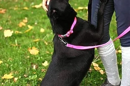 Lisa - zakochasz się w suni, to pewne! :)
