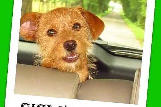Szczeniaczek,5 mies. suczka SISI,mała,grzeczna.ADOPCJA,  dolnośląskie Wrocław
