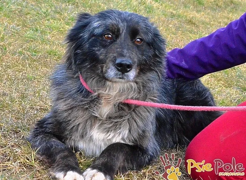HERSI-zjawiskowo piękny kudłaty psiak szuka kochającego domu, adopcja, Małopolskie, Kraków