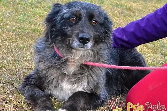 HERSI-zjawiskowo piękny kudłaty psiak szuka kochającego domu, adopcja, Małopolskie, Kraków
