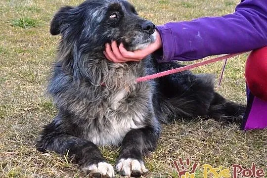 HERSI-zjawiskowo piękny kudłaty psiak szuka kochającego domu, adopcja, Małopolskie, Kraków