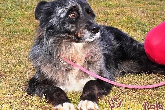 HERSI-zjawiskowo piękny kudłaty psiak szuka kochającego domu, adopcja, Małopolskie, Kraków