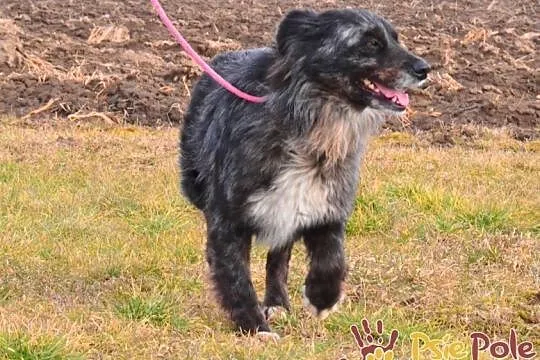 HERSI-zjawiskowo piękny kudłaty psiak szuka kochającego domu, adopcja, Małopolskie, Kraków