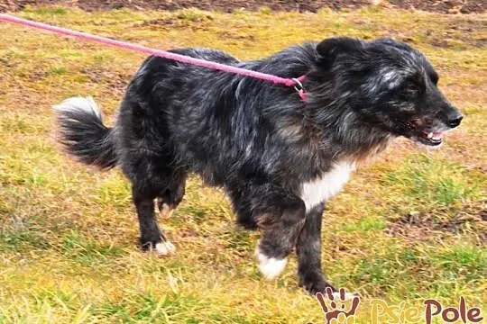 HERSI-zjawiskowo piękny kudłaty psiak szuka kochającego domu, adopcja, Małopolskie, Kraków