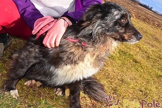 HERSI-zjawiskowo piękny kudłaty psiak szuka kochającego domu, adopcja, Małopolskie, Kraków