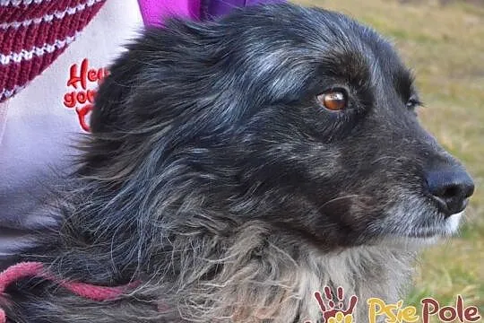 HERSI-zjawiskowo piękny kudłaty psiak szuka kochającego domu, adopcja, Małopolskie, Kraków