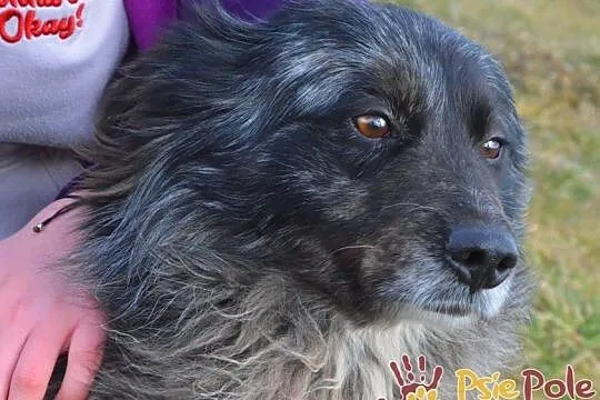 HERSI-zjawiskowo piękny kudłaty psiak szuka kochającego domu, adopcja, Małopolskie, Kraków