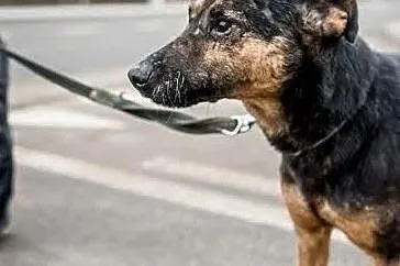 KRUKI to psiak kochany, co będzie Ci całym sercem oddany!, Mazowieckie, Warszawa