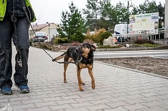 KRUKI to psiak kochany, co będzie Ci całym sercem oddany!, Mazowieckie, Warszawa