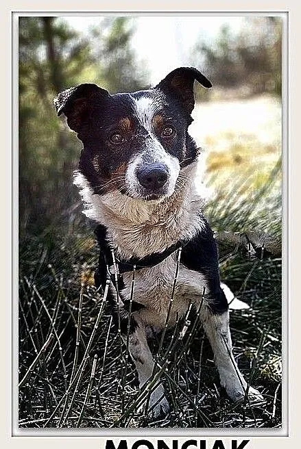 MONCIAK,12kg,średni,łagodny,wesoły,szczepiony piesek.ADOPCJA, , Bydgoszcz