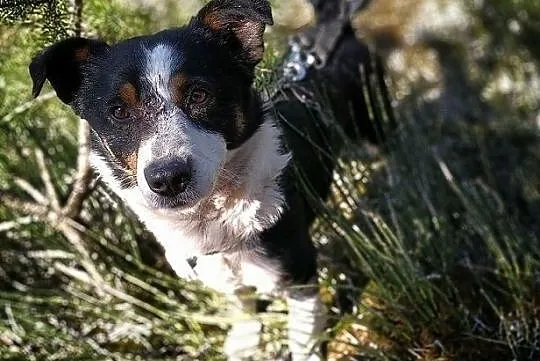 MONCIAK,12kg,średni,łagodny,wesoły,szczepiony piesek.ADOPCJA, , Bydgoszcz