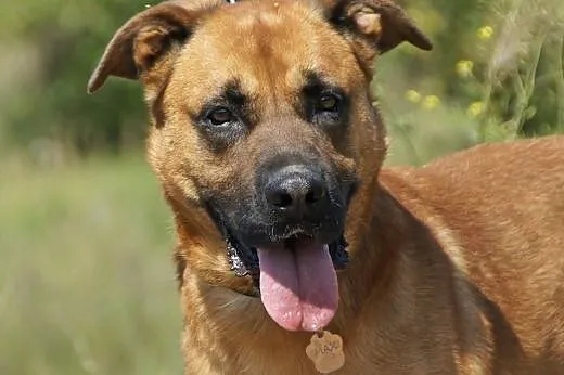 Max :) pies, adopcja, lubuskie Gorzów Wielkopolski
