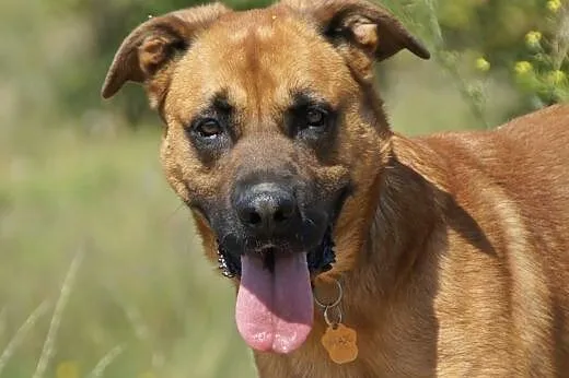 Max :) pies, adopcja,  lubuskie Gorzów Wielkopolsk