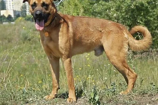 Max :) pies, adopcja,  lubuskie Gorzów Wielkopolsk