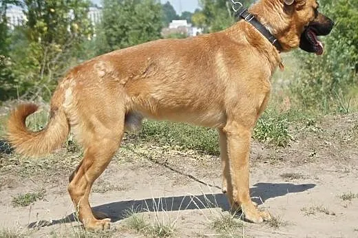 Max :) pies, adopcja,  lubuskie Gorzów Wielkopolsk